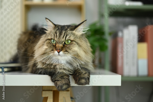 A gray fluffy cat lying on white table. Adorable domestic pet concept © Prathankarnpap