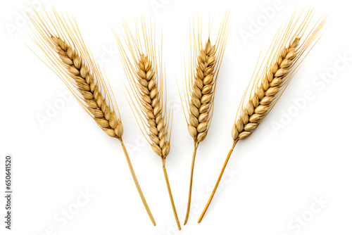 Wheat ears or heads set isolated on white background.