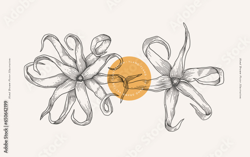 Tropical ylang-ylang tree flowers in engraving style. Beautiful ornamental plant, vector illustration. Botanical illustration for floral design in perfumery and cosmetology.