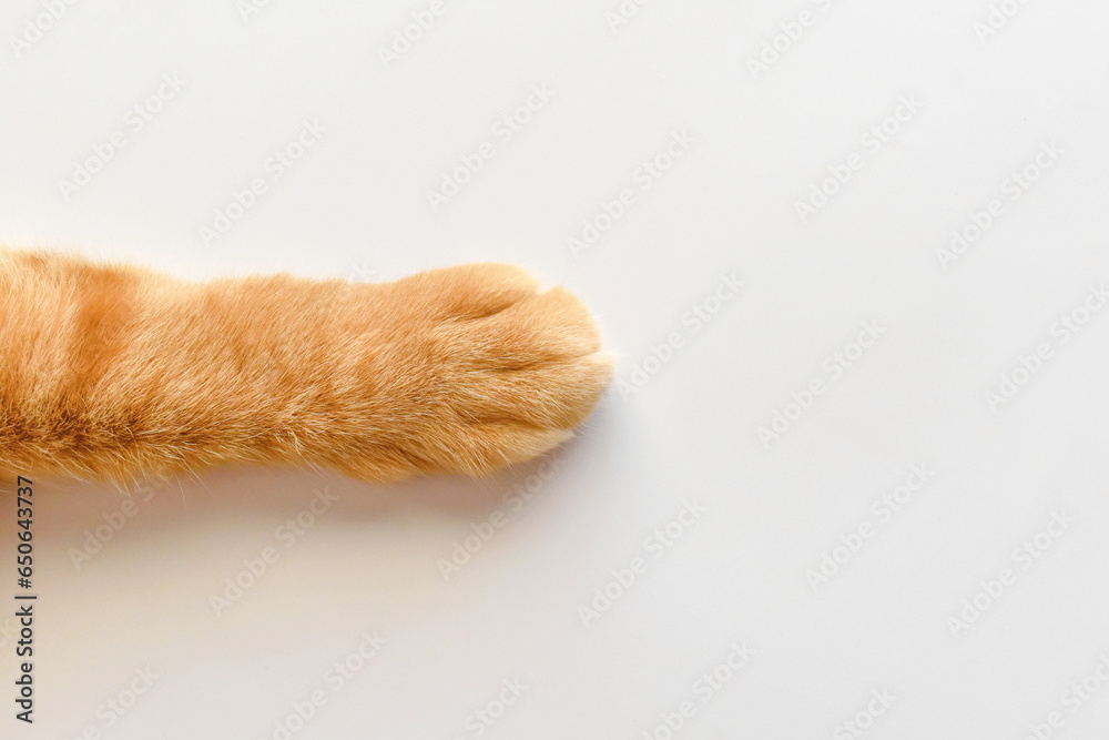 Ginger cat paws on the table. Tabby cat sitting on the floor. Copy space is on the right side. - obrazy, fototapety, plakaty 