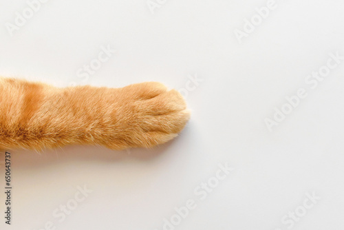 Ginger cat paws on the table. Tabby cat sitting on the floor. Copy space is on the right side.
