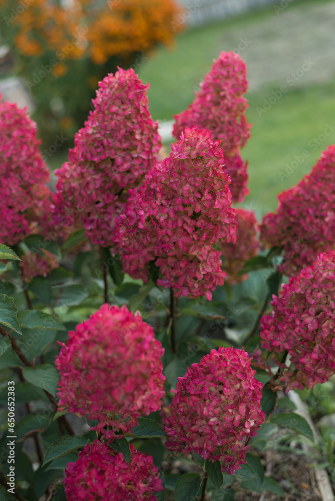 Obraz premium Paniculate hydrangea variety Fraise Melba with beautiful bright pink or burgundy inflorescences in autumn in the garden