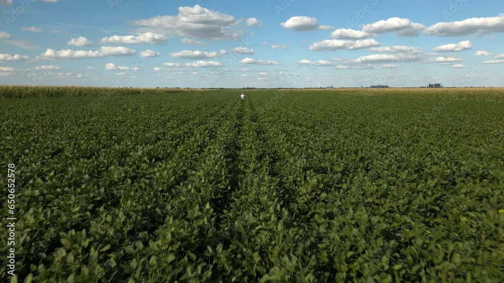 Aerial view of senior farmer walking in green soybean field examining crop. Aerial view of senior farmer walking in green soybean field examining crop.