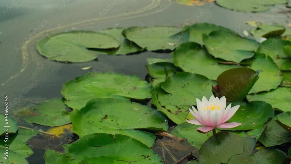 Pink lotus flower blooming in pond. Natural background with water lilies and green leaves waving on lake surface. Beautiful nature landscape Pink lotus flower blooming in pond. Natural background with water lilies and green leaves waving on lake surface. Beautiful nature landscape