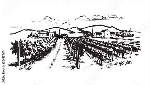 Wine plantations hand drawn, vector.	
