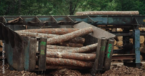 Wood trunk sorting conveyor belt in lumber industry 