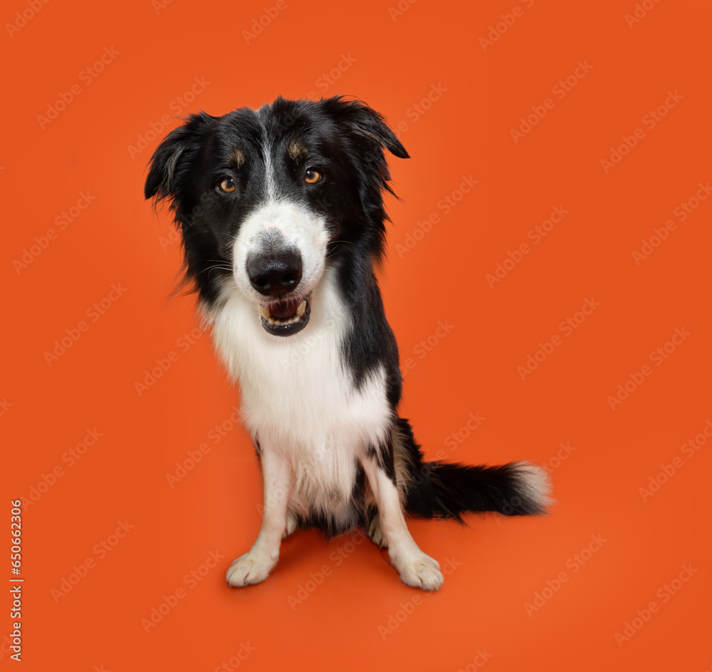 Portrait angry or furious border collie puppy dog sitting on orange background.