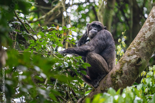 Wall Mural Chimpanzee in a tree