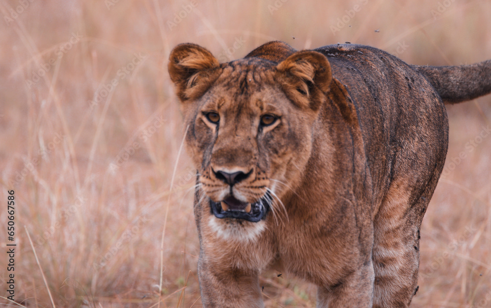 Naklejka premium Löwin close