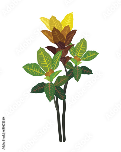 Codiaeum variegatum Puring plant leaf  nature tree flower branch spring summer flora garden plants blossom autumn fresh