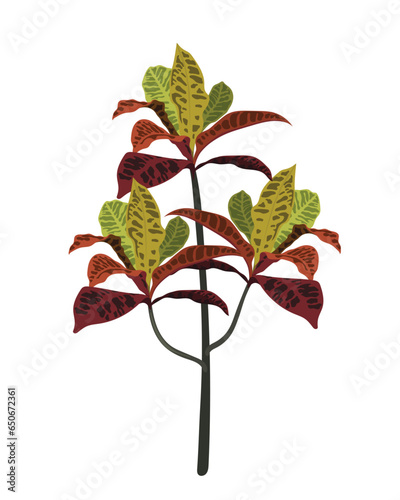 Codiaeum variegatum Puring plant leaf  nature tree flower branch spring summer flora garden plants blossom autumn fresh