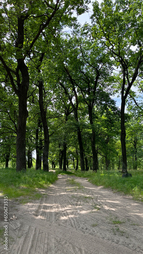 An oak grove in the summer and a country road.