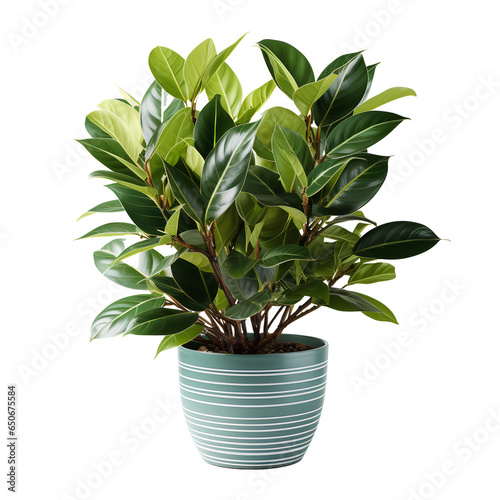 plant in a pot png. plant in a ceramic pot isolated png. Green potted plant. Nature