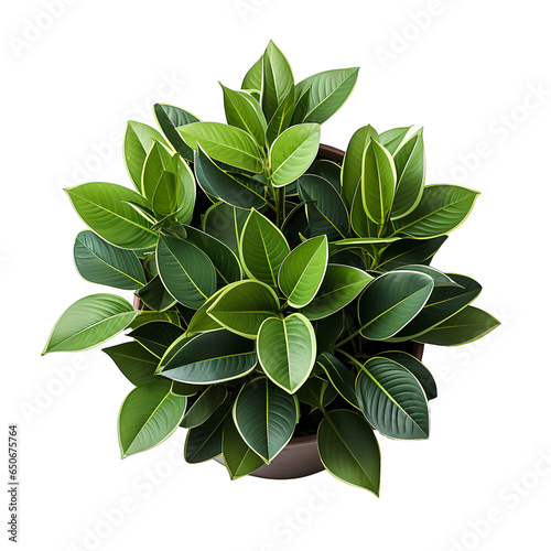 Plant top view png. Green plant flat lay top view png. Potted green plant. Green leaves. Nature
