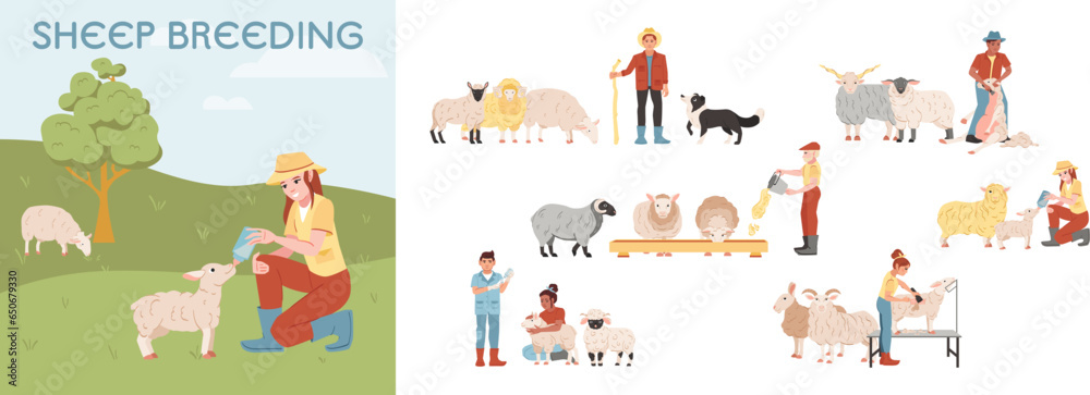 Sheep Breeding Composition