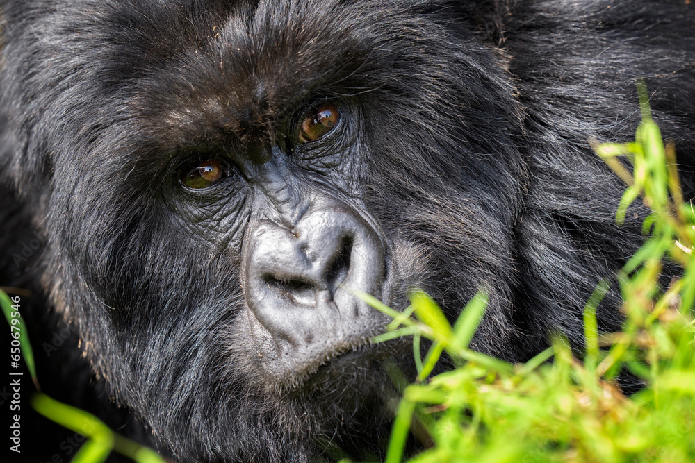 Obraz premium Mountain Gorilla silverback male close up portrait
