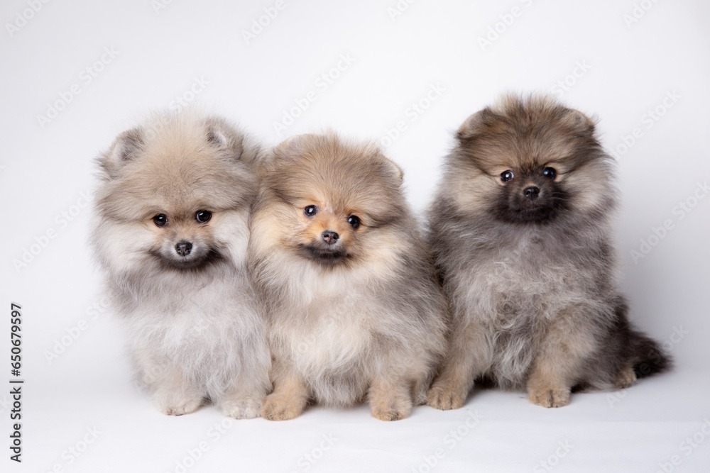 a group of cute fluffy pomeranian puppies on a white background, cute pet calendar a group of cute fluffy pomeranian puppies on a white background, cute pet calendar