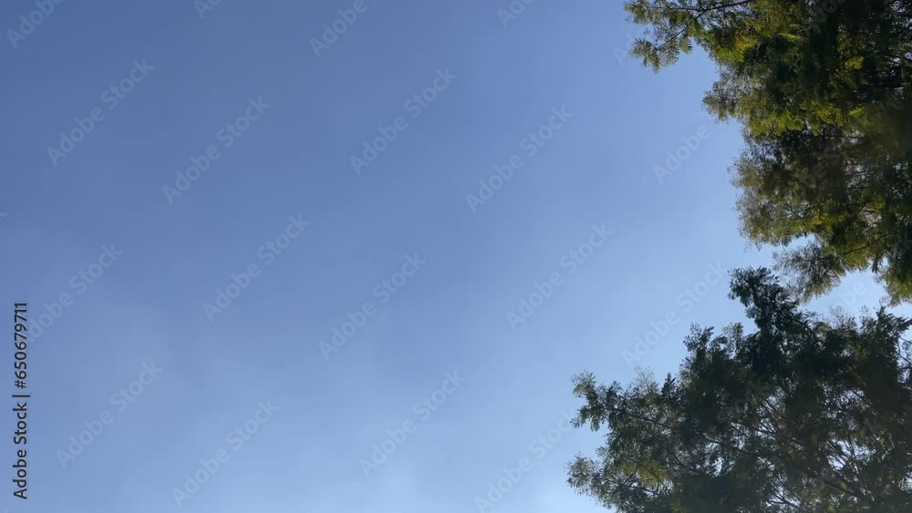 Empty clear blue sky and tree with empty text space landscape view. Nature and environment concept Empty clear blue sky and tree with empty text space landscape view. Nature and environment concept