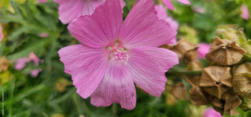 a bold pink flowering musk mallow (Malva moschata) in a meadow a bold pink flowering musk mallow (Malva moschata) in a meadow