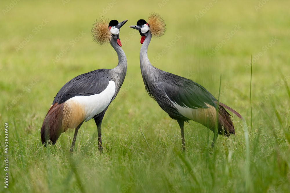 Fototapeta premium Grey Crowned crane