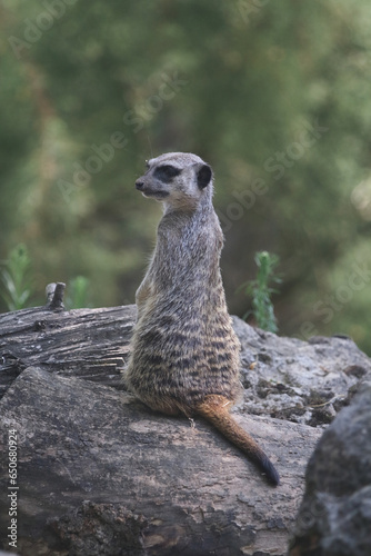 the meerkat on guard position © Asray Laleike