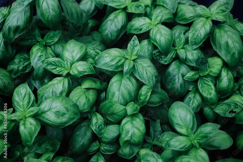 basil - close up of basil seedlings seen from above - green basil - close up of basil seedlings seen from above - green