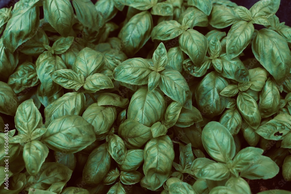 close-up of basil seedlings seen from above close-up of basil seedlings seen from above