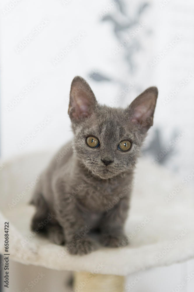 Porträt eines jungen Selkirk Rex Kätzchen Porträt eines jungen Selkirk Rex Kätzchen