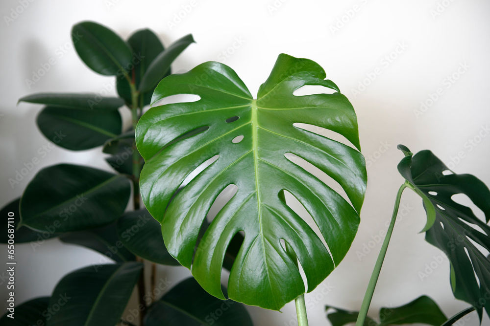 Cheese plant, Monstera plant in pot close-up, potted monstera houseplant, big green shiny leaf.
