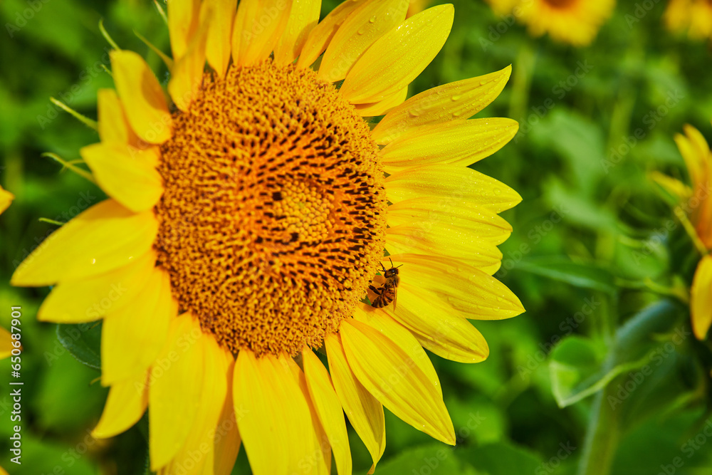 Bee pollinating sunflower close up macro view of petals and seeds Bee pollinating sunflower close up macro view of petals and seeds
