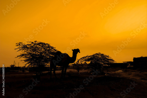 Silhouette of camel in the desert at sunset, Saudi Arabia.