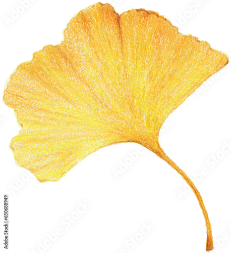 Ginkgo leaves