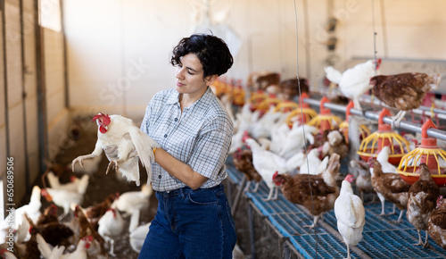 Adult experienced latin woman holding chickens in chicken farm