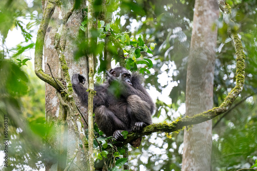 Chimpanzee in a tree © Staffan Widstrand