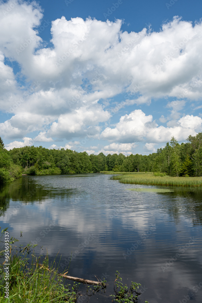 Obraz premium Lake in green nature with blue sky and white clouds
