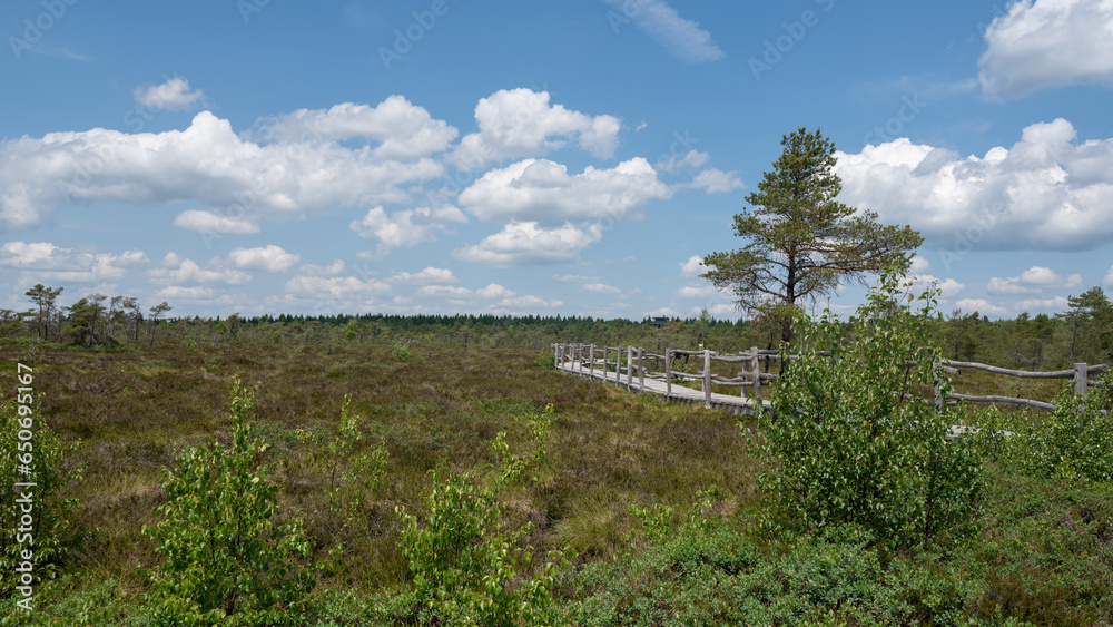 Moor landscape  with a wooden path