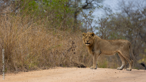 a young male lion on the road