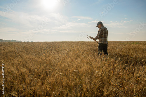 Man farmer checking the quality of wheat grain at the field. Agricultural business.