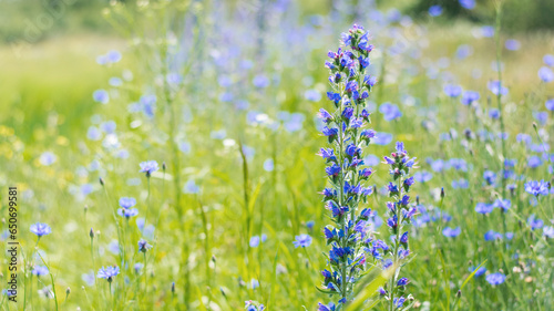 Echium vulgare. beautiful wildflowers. blue flowers, summer floral background. close-up. bokeh. beautiful nature. blooming meadow in sunny weather. spring meadow. selective focus photo