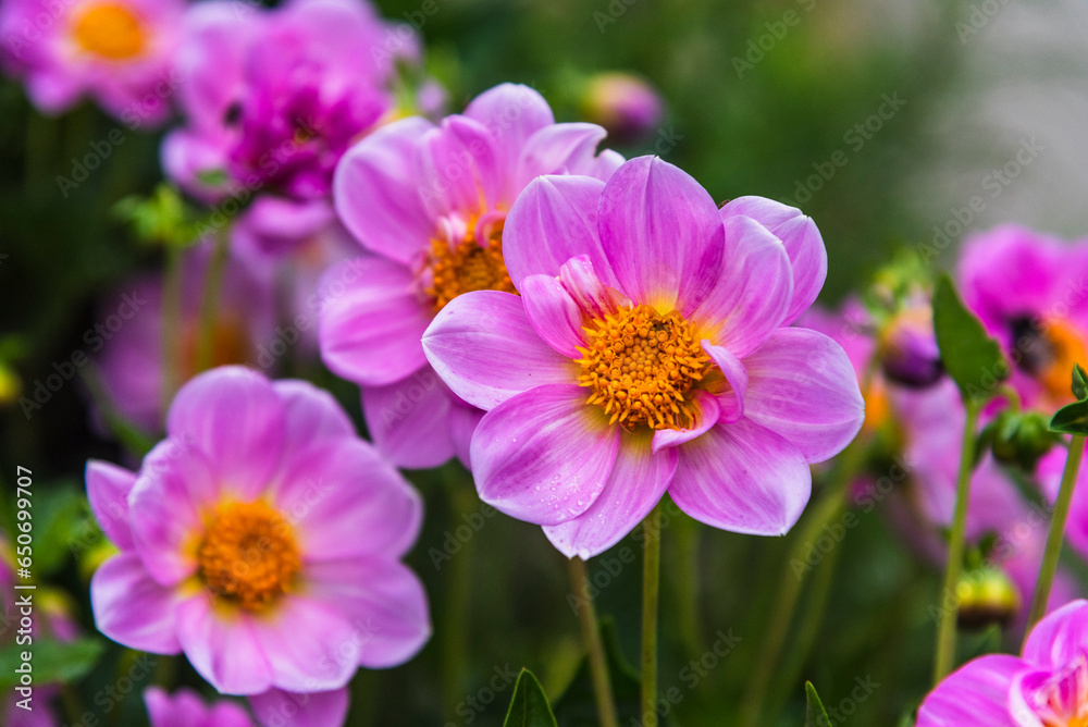 Gorgeous Pink dahlia flower in real garden. Shallow depth of field.