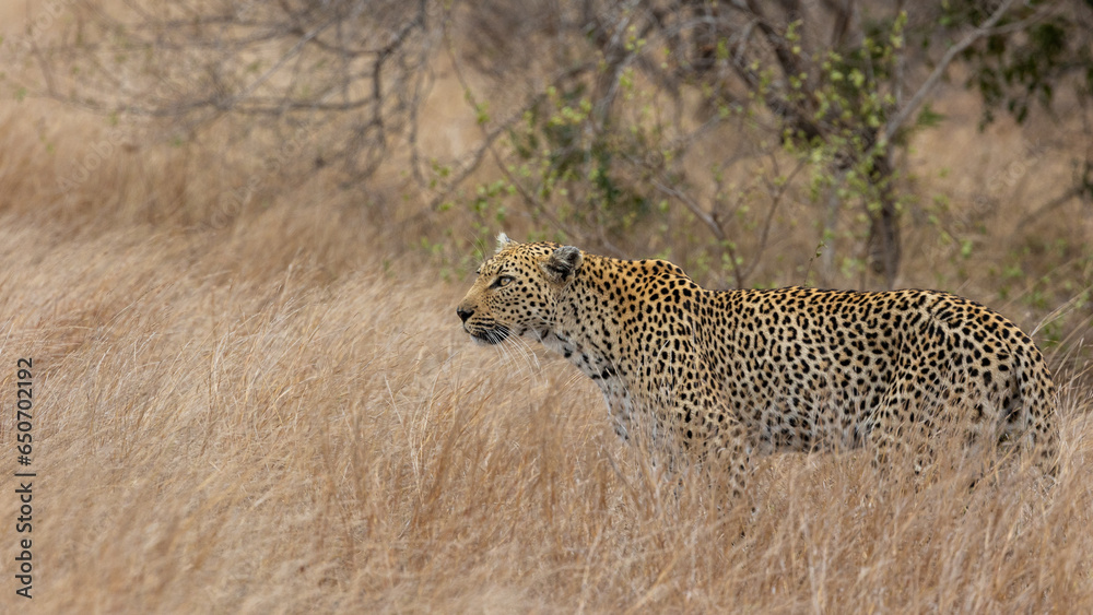 Fototapeta premium a female leopard close up