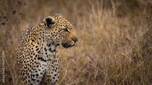 a female leopard close up