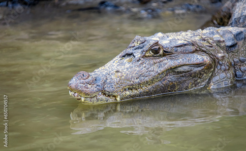 Large American caiman or alligator lies on the surface of the water near the river bank.