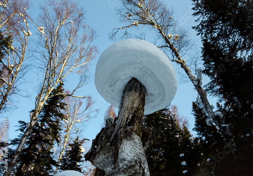 Winter snow mushroom Siberian mountain forest, view from below.
