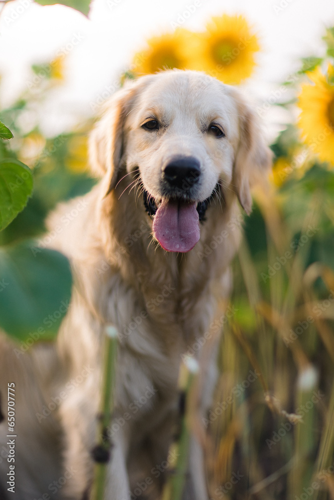 A golden retriever walks in the summer in a field of sunflowers. Pet supplies, animal feed and treats