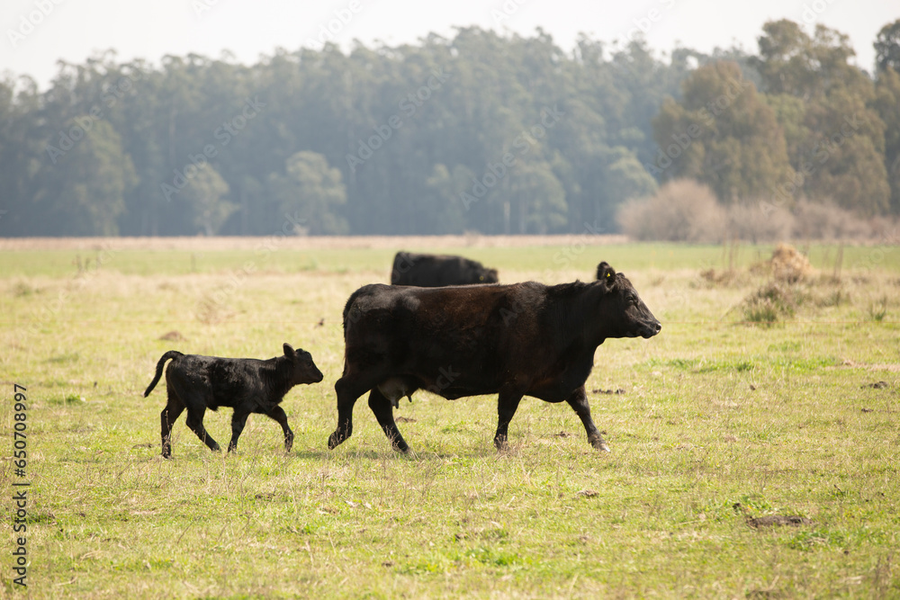 Great and amazing cattle of Argentina