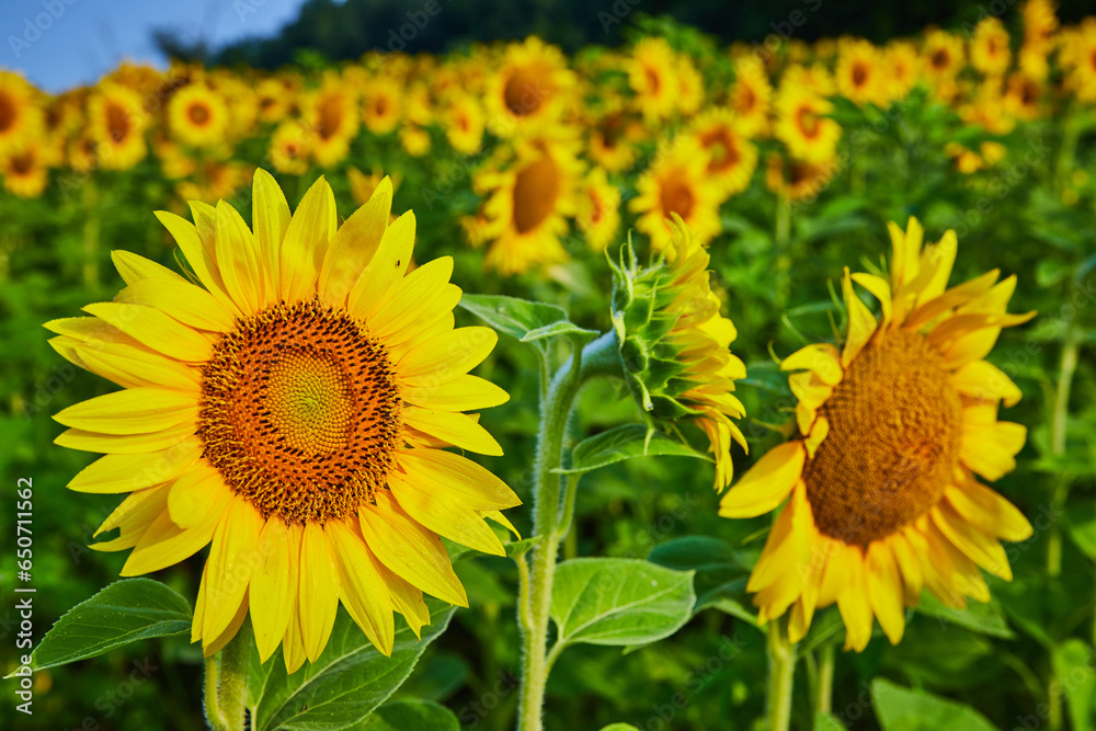 Obraz premium Dark brown seeds in center of yellow sunflower with field of flowers in background