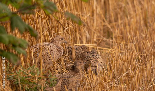 poule faisane avec ces bébés dans le champ un soir de fin d'été