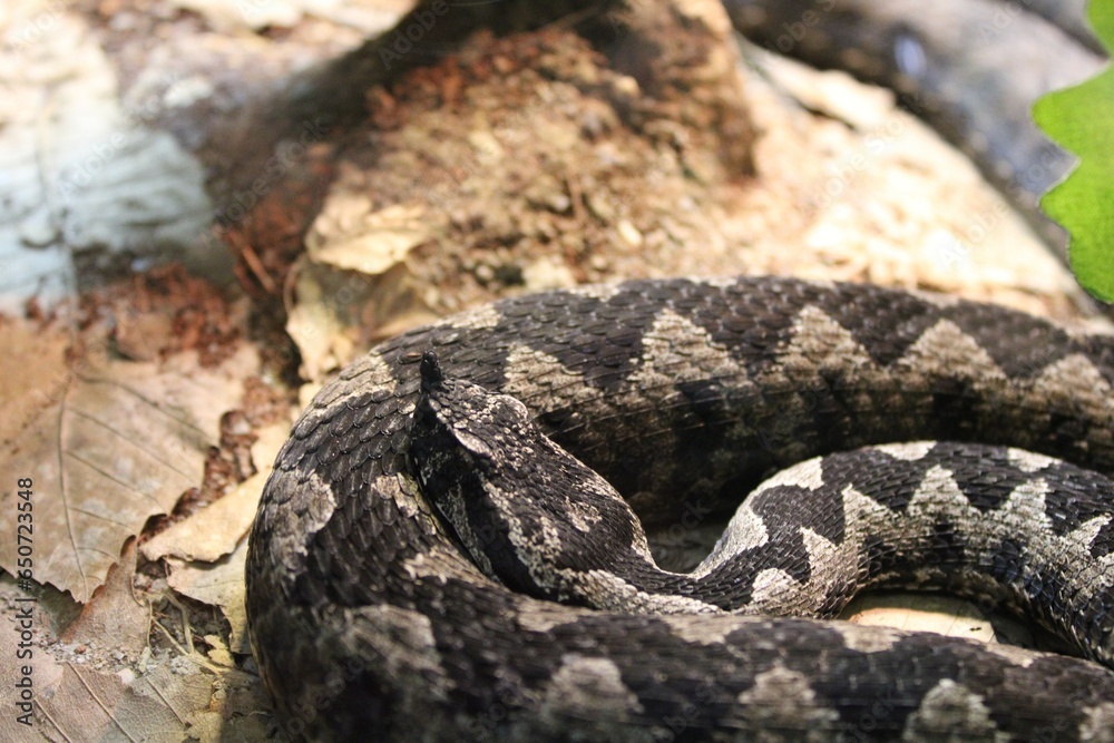 snake on the ground snake on the ground