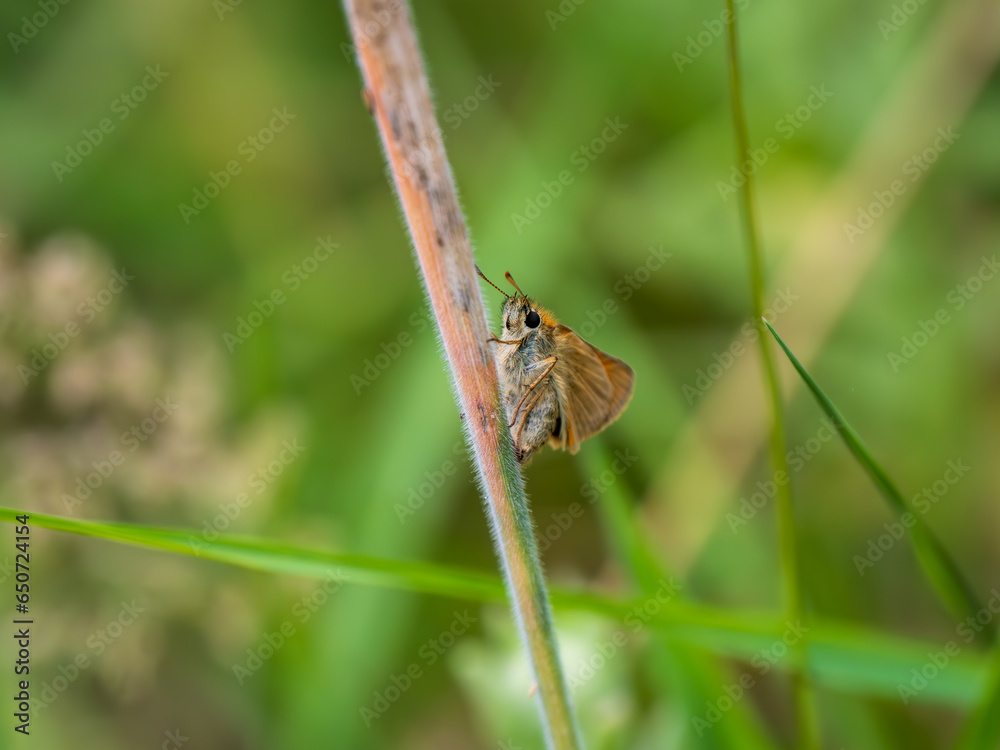 Small Skipper Butterfly Laying an Egg on a Grass Stem